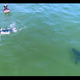 Image for article titled Holy moly, the promos for this year's Shark Week are getting intense